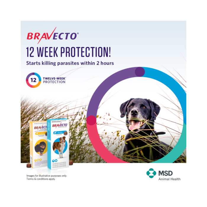 Bravecto Chewables Dog Small Orange - Main Image