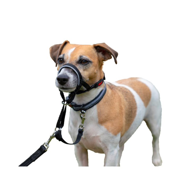 Puppy halti clearance