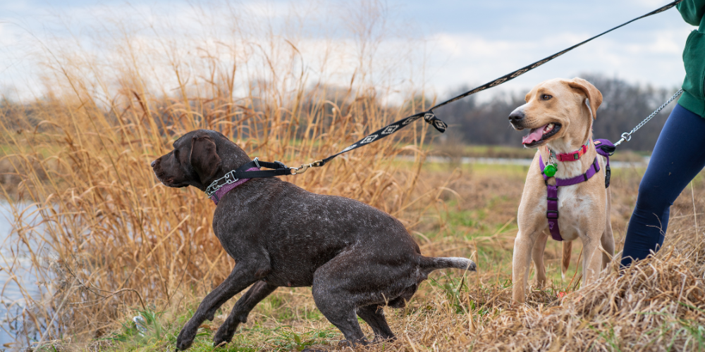 Master Lead Walking Stop Your Dog from Pulling with Ease