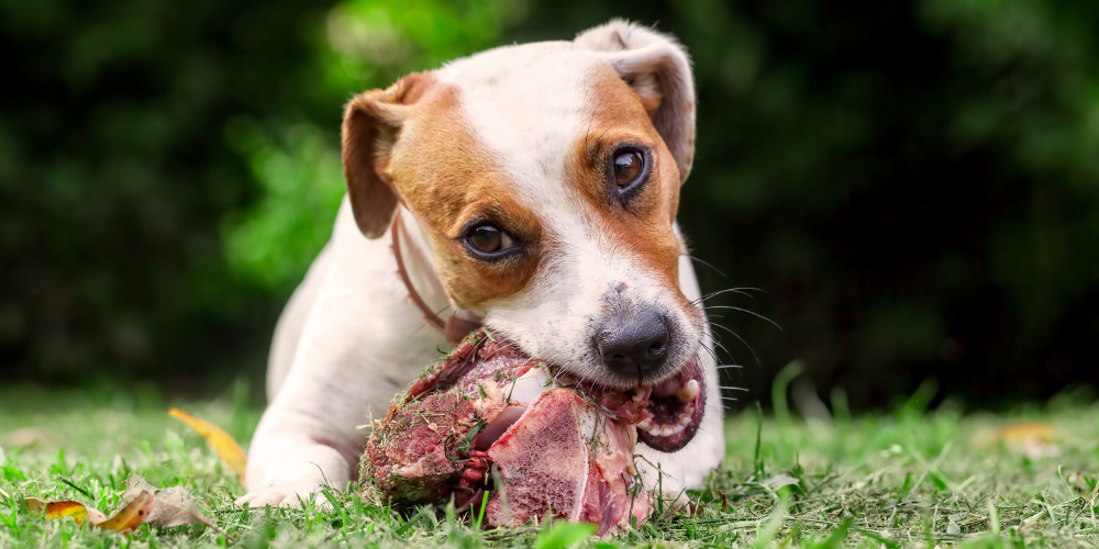 Are Bones Safe for Dogs? Comprehensive Guide