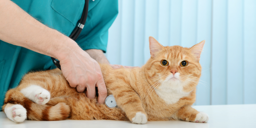 Discount Pet Supplies & Pet Health Specialists