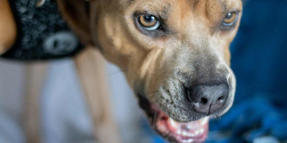 Discount Pet Supplies & Pet Health Specialists