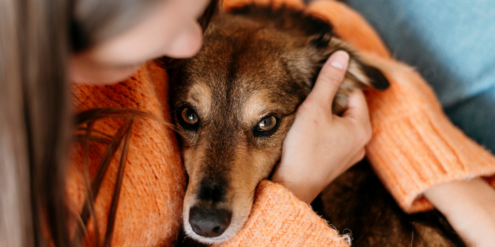 Dog in arms looking sad