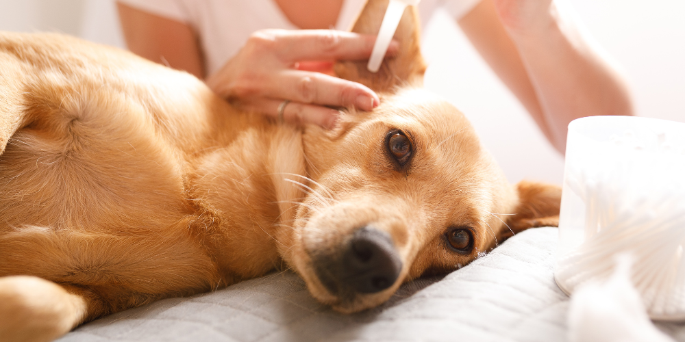 How to Clean Your Dog's Ears: A Comprehensive Guide for Optimal Pet Health