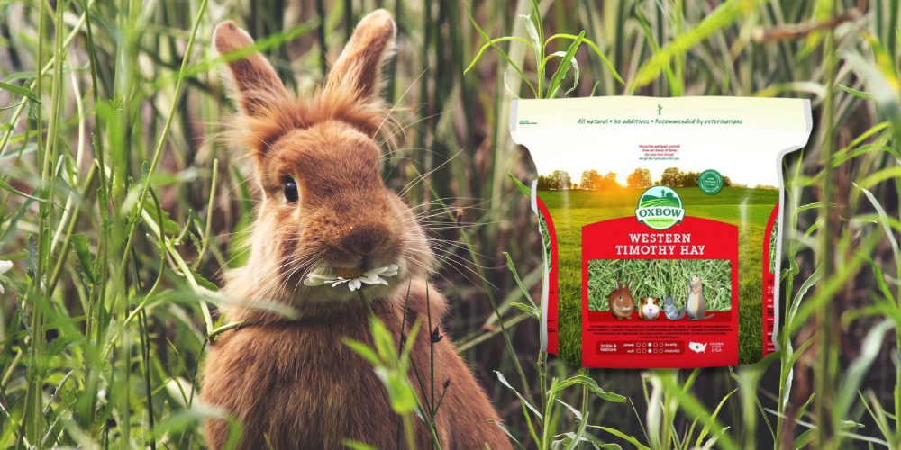 Safe & Nutritious Fruits and Vegetables for Rabbits