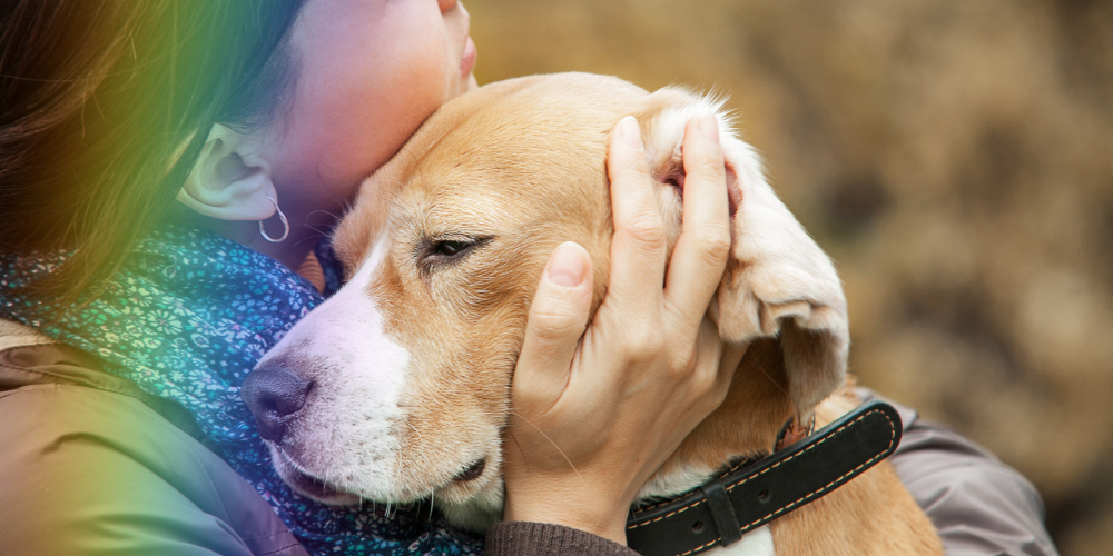 What Is the Rainbow Bridge? Comfort for Grieving Pet Owners