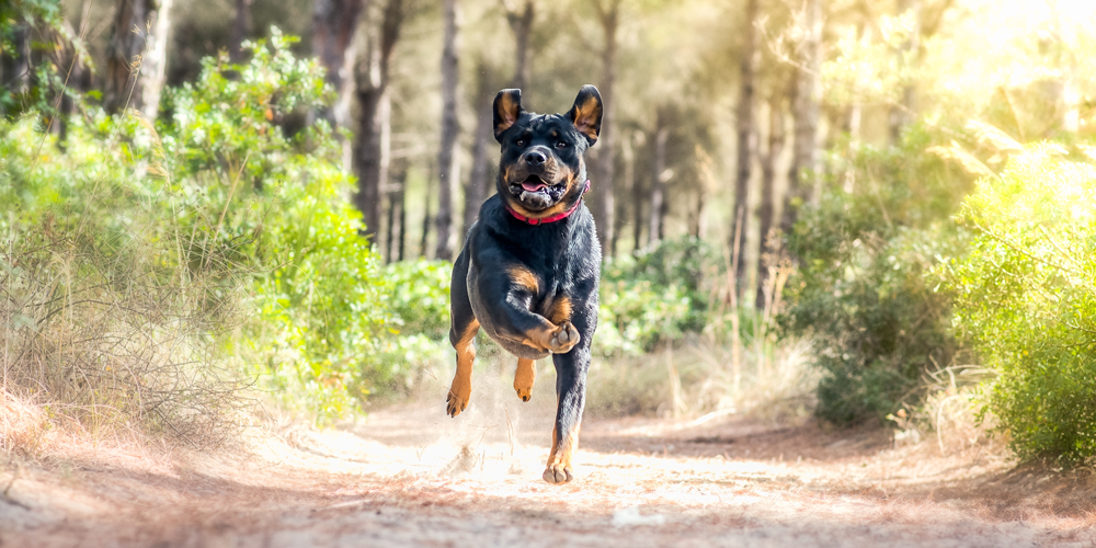 Why Dogs Get The Zoomies