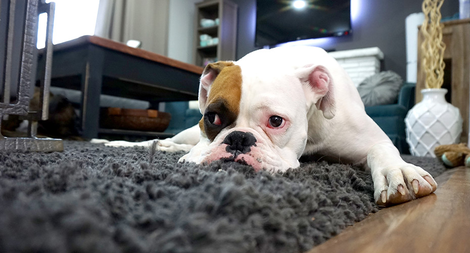 What Causes Anxiety in Dogs?