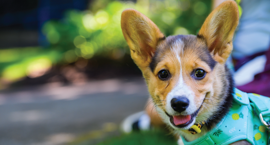 How Do I Teach My Puppy To Play Nice