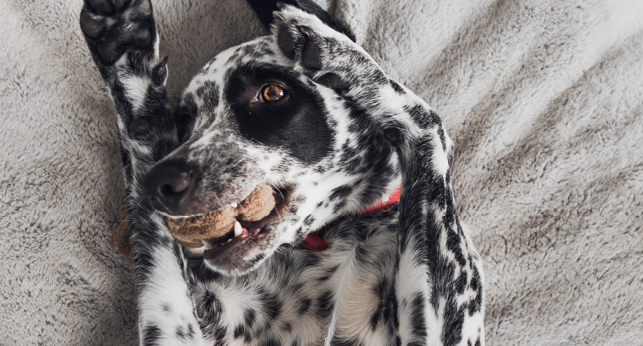 Playful dog