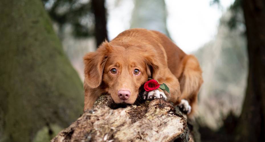 A brown dog with a red rose on its paw is resting on a log