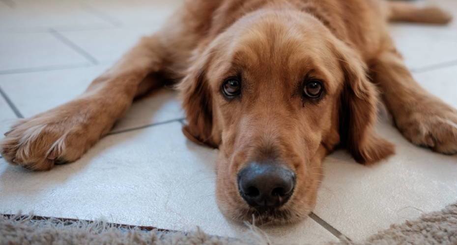 A brown dog is lying on tiles looking into the camera with its big brown eyes