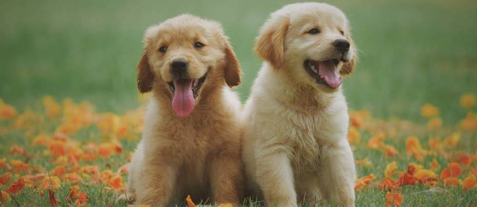 Two yellow Labrador puppies are sitting on green grass with some small yellow flowers around them