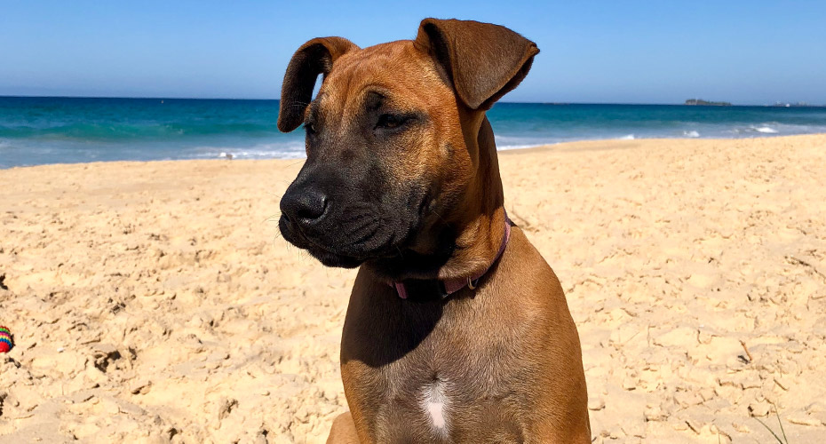 The Ultimate Guide to Worms in Dogs