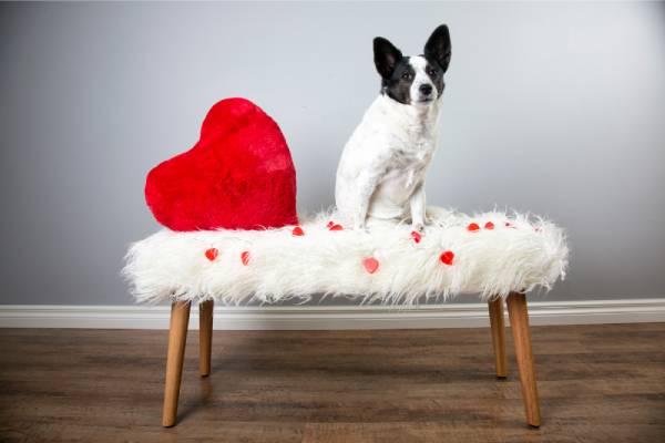 A cute little dog sitting on a fluffy bench with red valentine's hearts in front of a gray wall