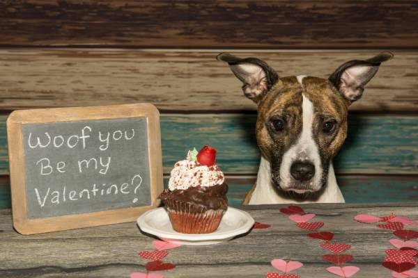 A dog is sitting next to a cupcake and a chalkboard that reads 'woof you be my valentine?'