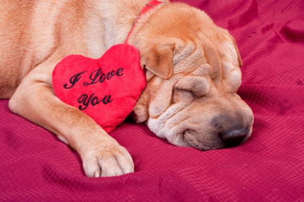A dog is sleeping with its paw wrapped around a love heart shaped pillow that is embroidered with