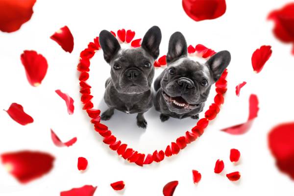 Two dogs are sitting in a love heart shape made from rose petals while more rose petals fall around them