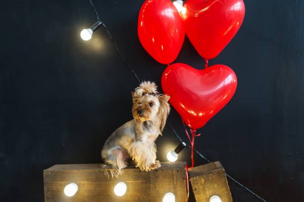 A small dog is sitting on wooden crates. Red love heart balloons are next to it and some lights are strung up.