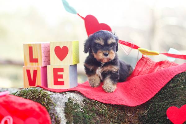 An adorable puppy is sitting on a red blanket next to wooden blocks that spell out love
