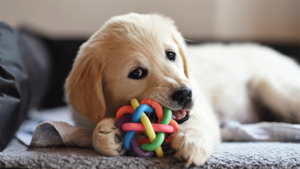 Puppy With Toy
