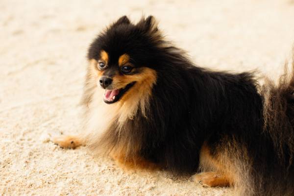 how to train puppy for separation anxiety; a black and tan Pomeranian puppy is lying on beige carpet