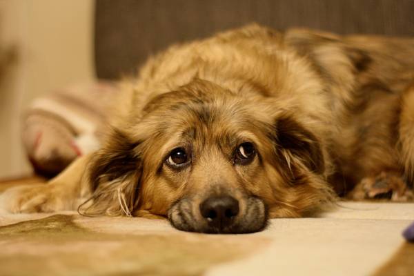 A long-coated dog is lying down and its brown eyes are looking off to the side