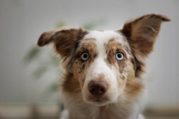 A brown and white dog with big ears and blue eyes is looking at something just off to the side of the camera