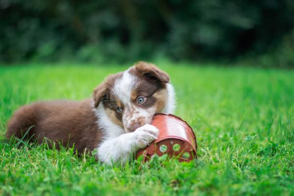 A brown and white puppy is laying on green grass chewing on a brown plastic container