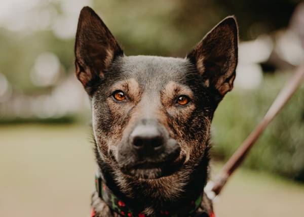 A brown dog is staring directly into the camera