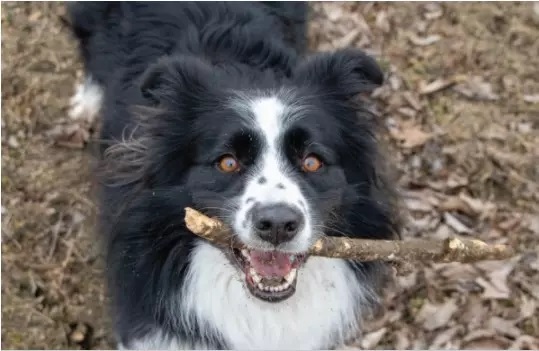 Dog With Branch