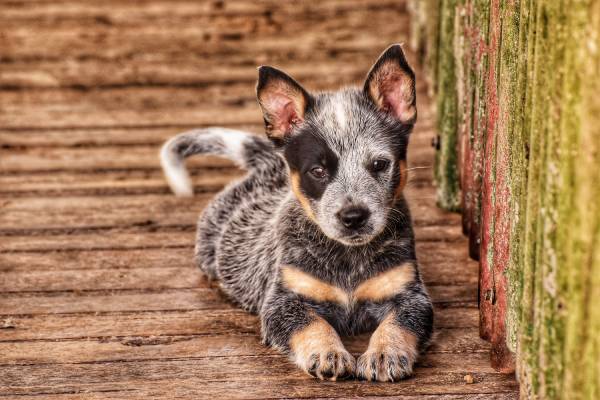 pandemic puppy socialisation