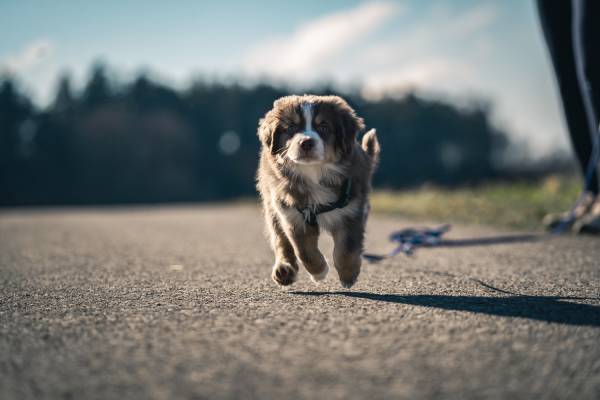 pandemic puppy training