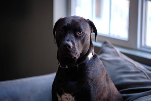 A big black dog is sitting up comfortably on a couch