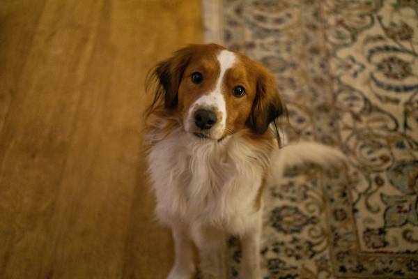 A brown and white dog is sitting on a rug looking up at the camera