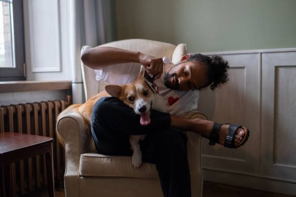 A man is sitting on a chair brushing a Corgi sitting on his lap