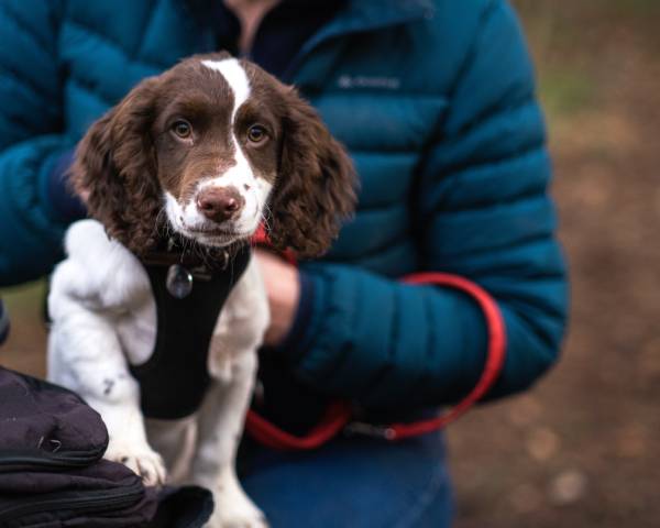 how to train a puppy australia