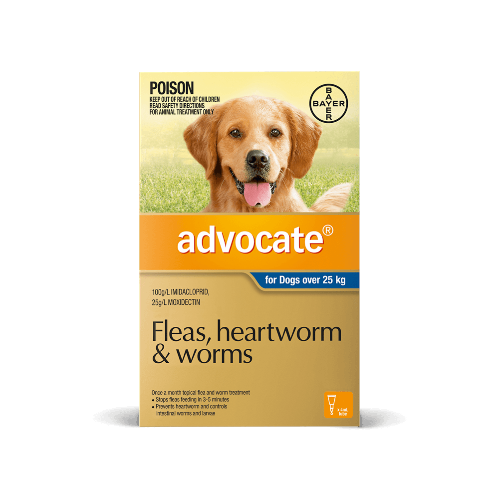advocate large dog