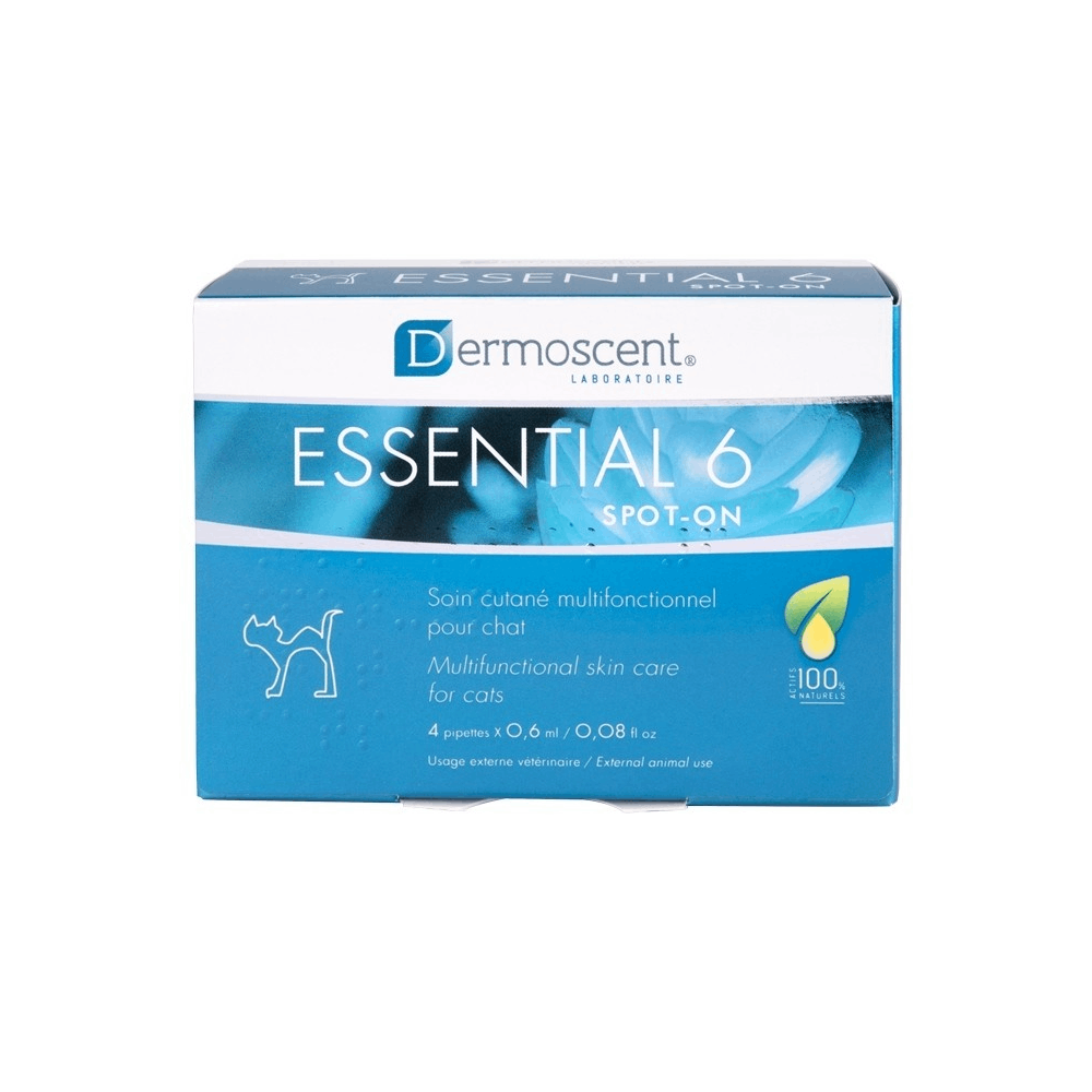 Essential new arrivals 6 cats